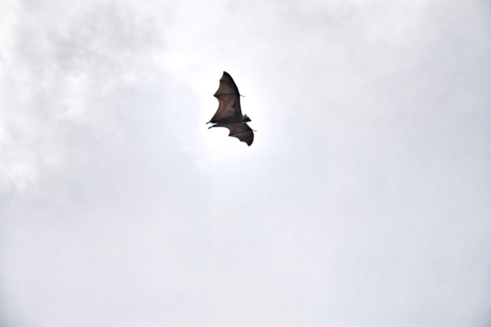 Seychelles pipistrelli