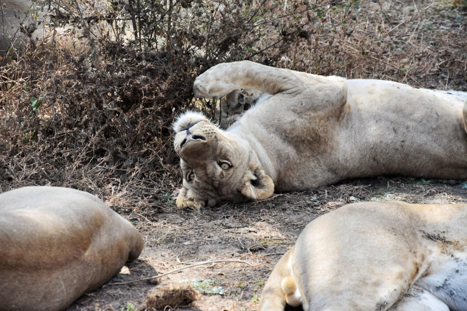 Parco Nazionale di South Luangwa, Zambia. Un Safari indimenticabile 4