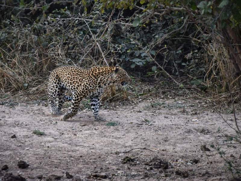 parco nazionale zambia leopardo safari