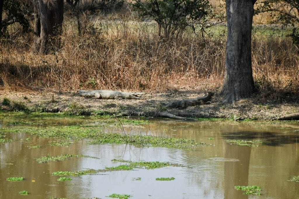 Lake Malawi crocodile