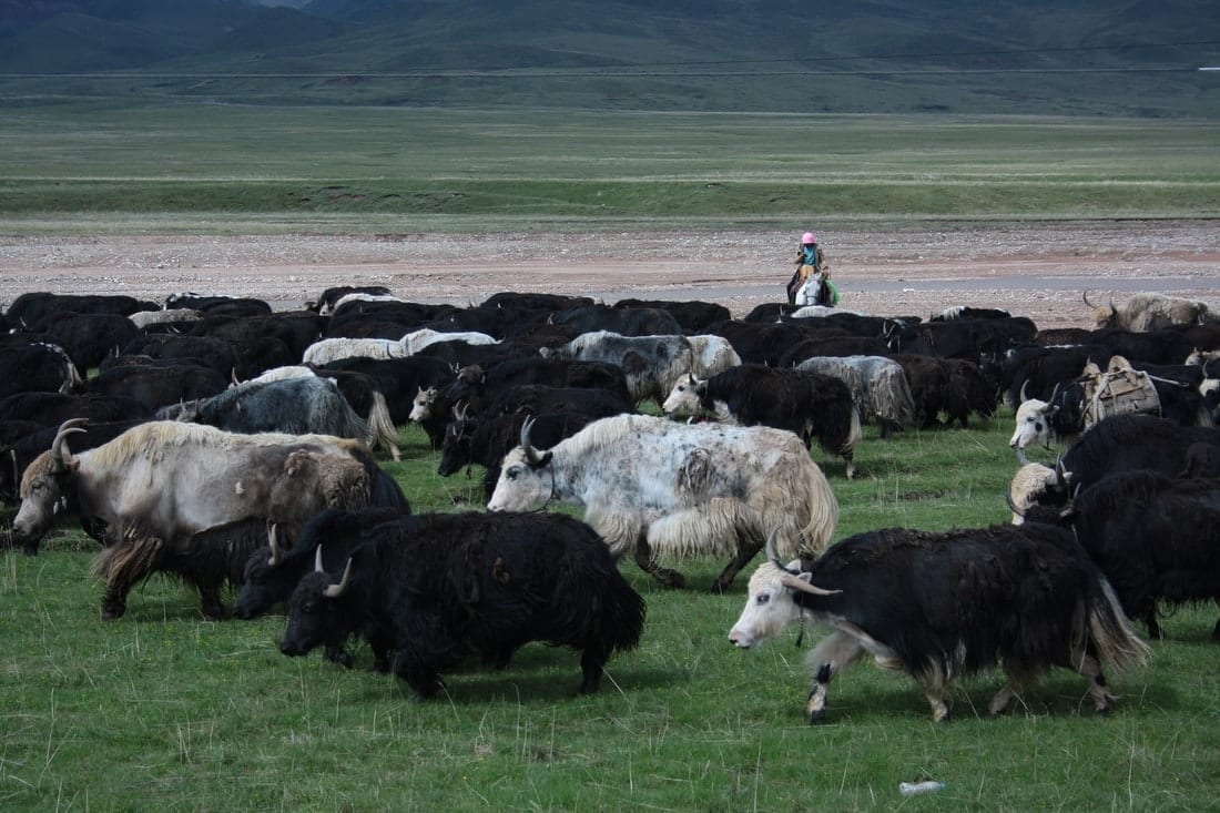 cycling tibet china