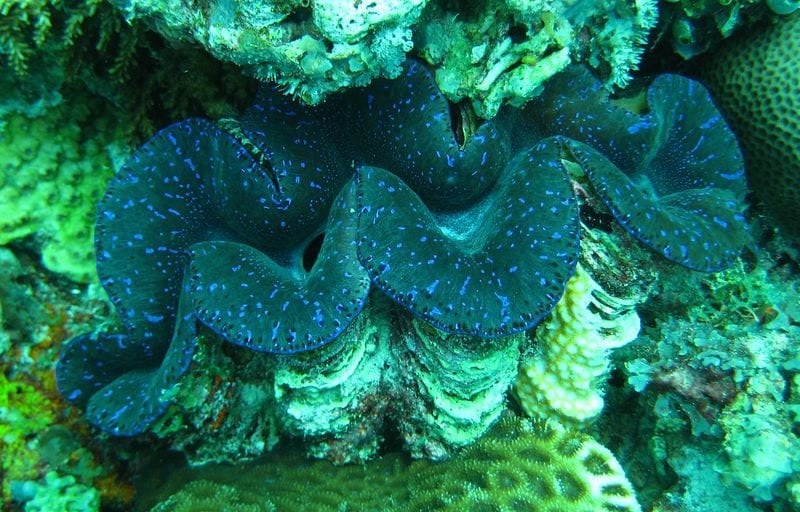 corals in zanzibar