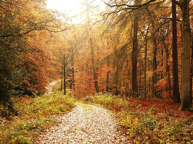 forest of dean cycle trail