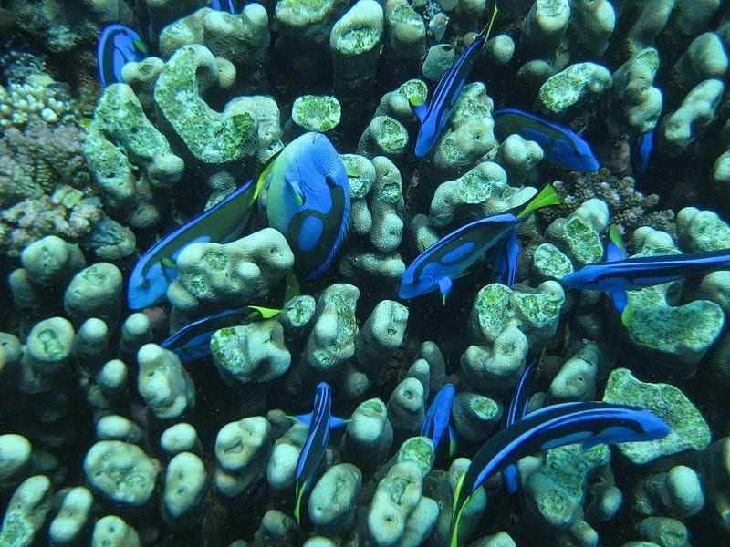 Zanzibar diving PADI
