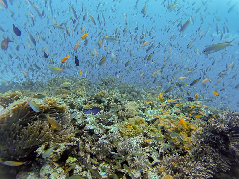 marine life fish zanzibar