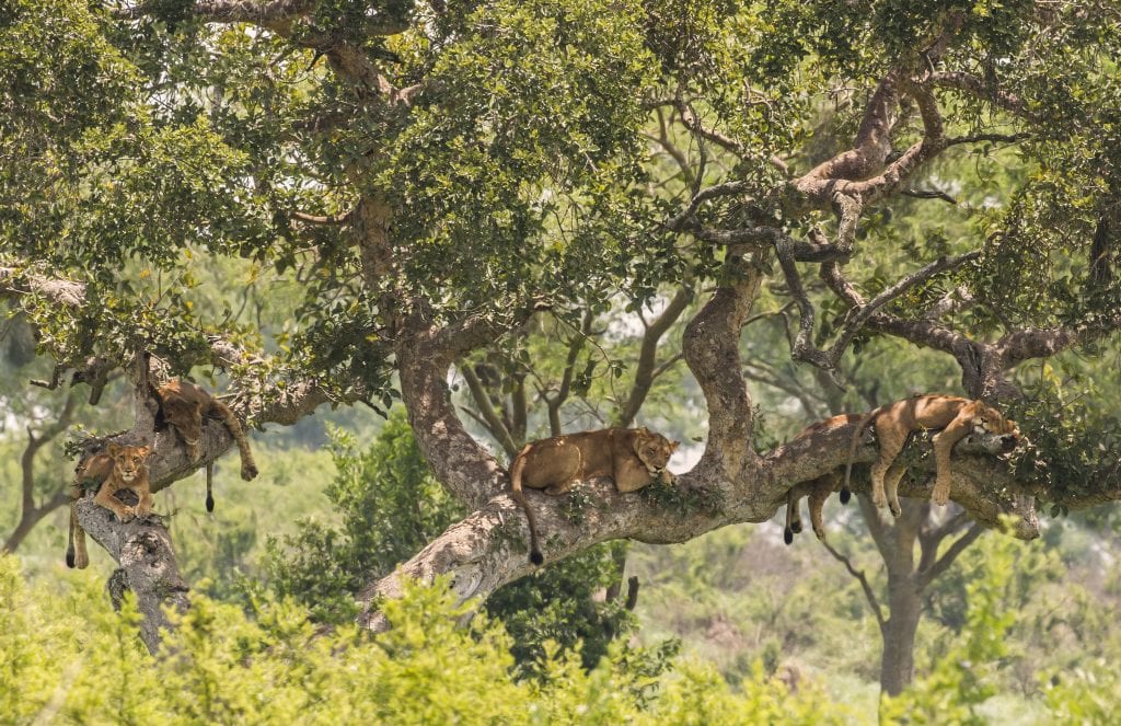 lake manyara travel guide