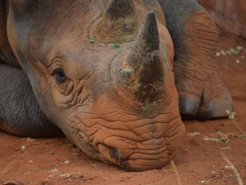 self drive in tanzania guide mkomazi