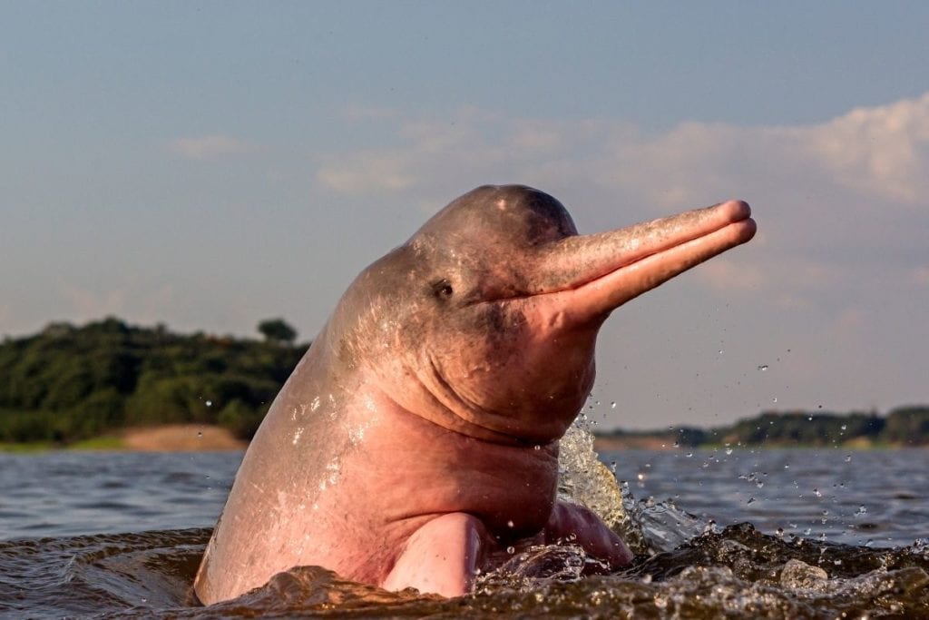 delfino rosa amazzonia