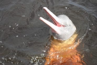 delfino rio delle amazzoni