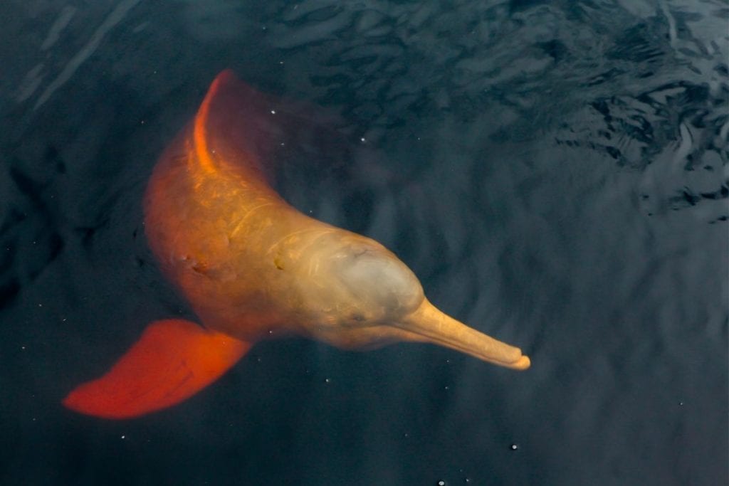 delfino del rio delle amazzoni