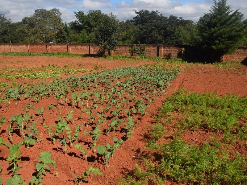 vampires of malawi climate change 