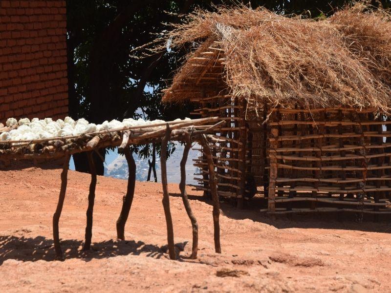 vampires of malawi climate change 