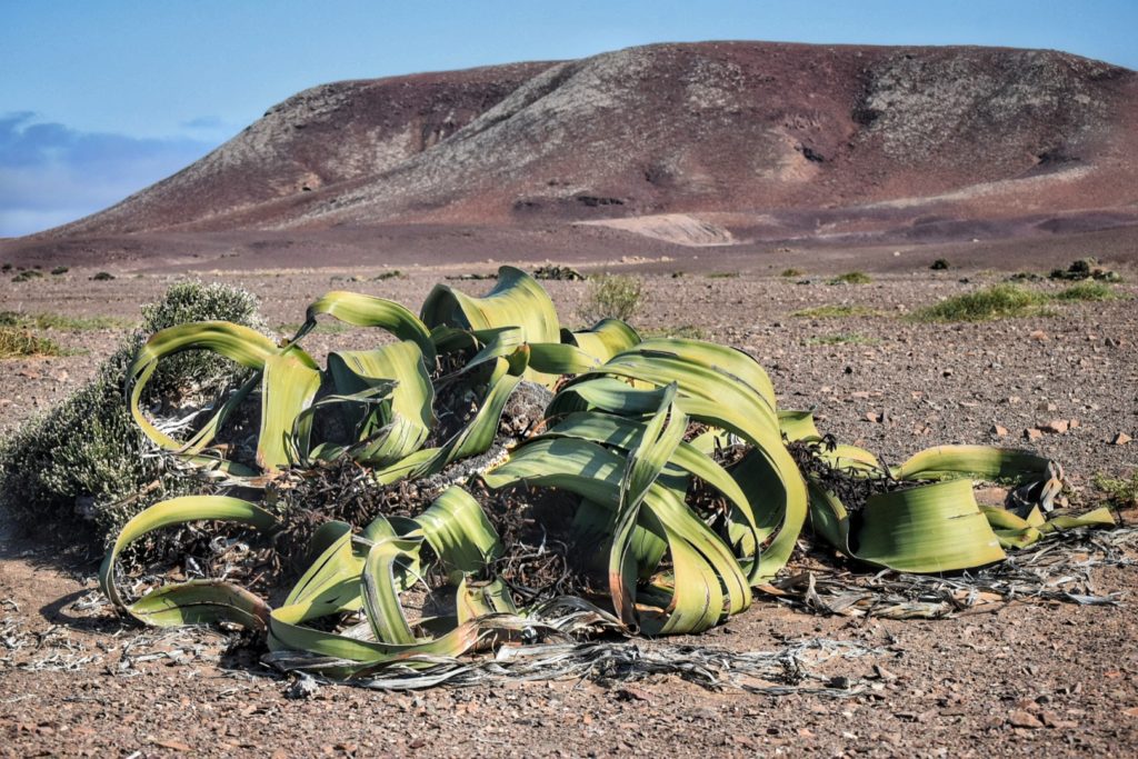 Welwitschia mirabilis