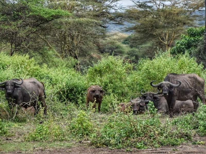 lake manyara national park