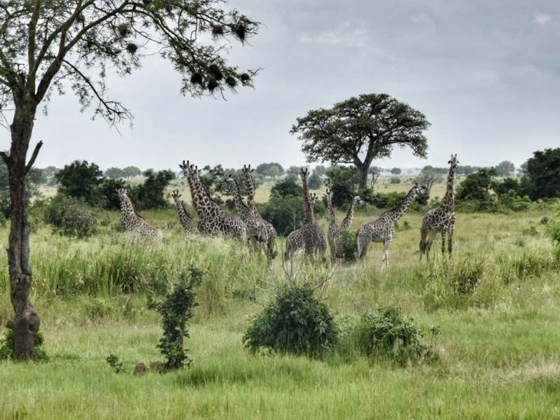 cheap safari tanzania