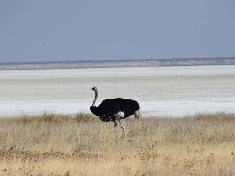 best camping Etosha