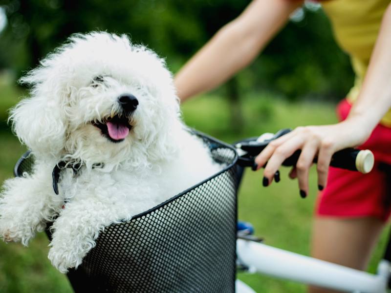 cycling with your dog