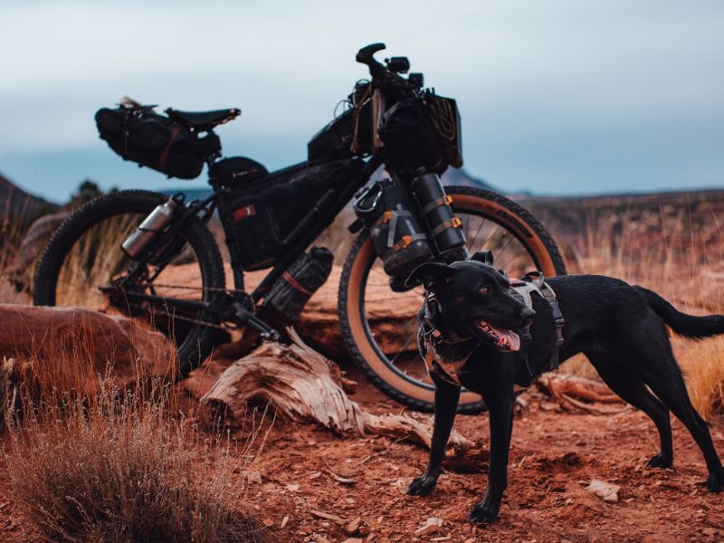 biking with your dog