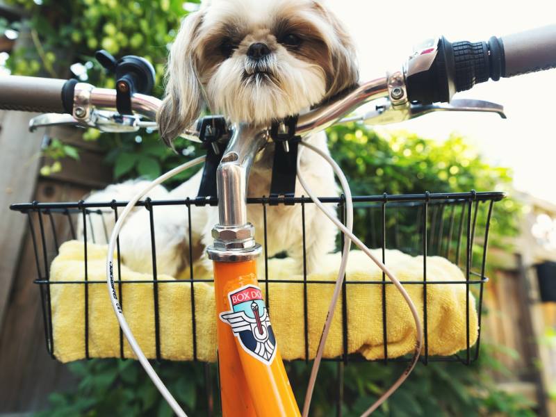 biking with your dog