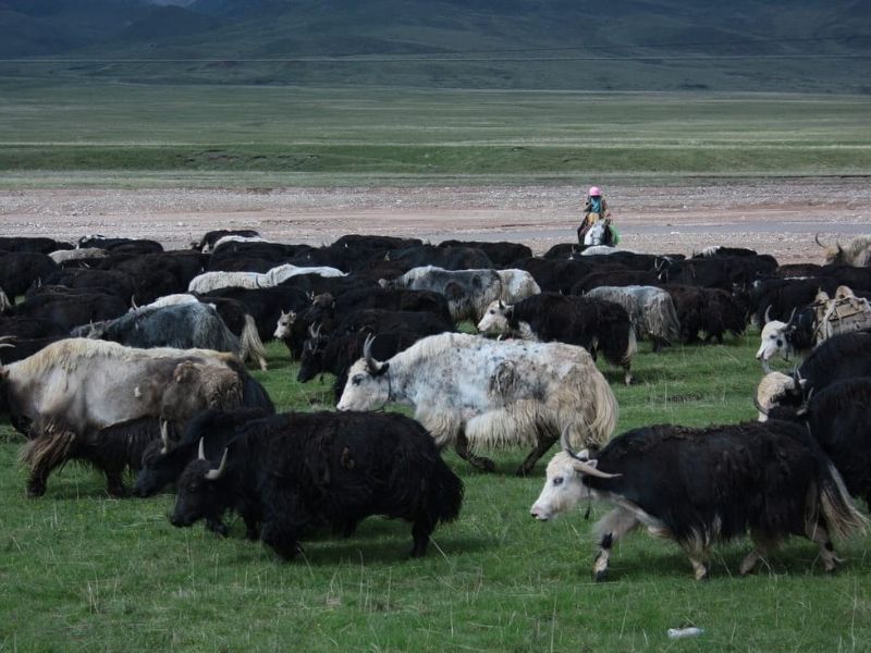 cycling tibet