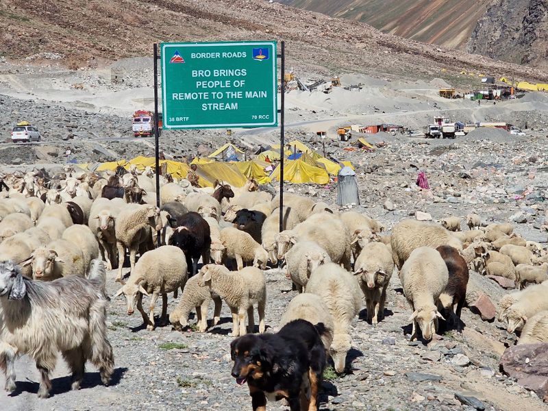 Dealing with dogs: How To Handle Stray Dogs While Cycling