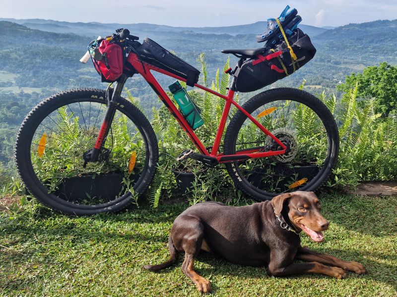 Dealing with dogs: How To Handle Stray Dogs While Cycling