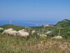 bikepacking sicily nebrodi