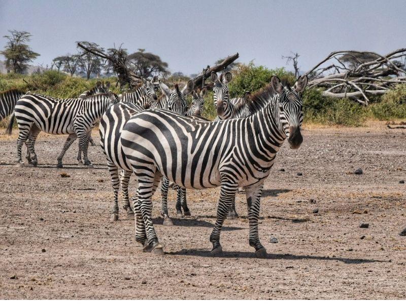 cycling safari in botswana