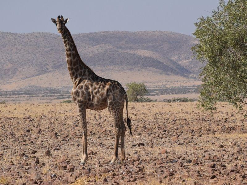 etosha national park self drive
